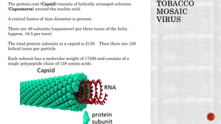 The protein coat (Capsid) consists of helically arranged subunits
(Capsomeres) around the nucleic acid.
A central lumen of 4nm diameter is present.
There are 49 subunits (capsomere) per three turns of the helix.
(approx. 16.5 per turn).
The total protein subunits in a capsid is 2130. Then there are 129
helical turns per particle.
Each subunit has a molecular weight of 17500 and consists of a
single polypeptide chain of 158 amino acids.
 