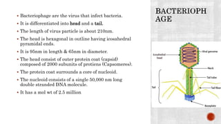  Bacteriophage are the virus that infect bacteria.
 It is differentiated into head and a tail.
 The length of virus particle is about 210nm.
 The head is hexagonal in outline having icosahedral
pyramidal ends.
 It is 95nm in length & 65nm in diameter.
 The head consist of outer protein coat (capsid)
composed of 2000 subunits of protiens (Capsomeres).
 The protein coat surrounds a core of nucleoid.
 The nucleoid consists of a single 50,000 nm long
double stranded DNA molecule.
 It has a mol wt of 2.5 million
 