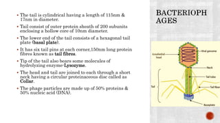  The tail is cylindrical having a length of 115nm &
17nm in diameter.
 Tail consist of outer protein sheath of 200 subunits
enclosing a hollow core of 10nm diameter.
 The lower end of the tail consists of a hexagonal tail
plate (basal plate).
 It has six tail pins at each corner,150nm long protein
fibres known as tail fibres.
 Tip of the tail also bears some molecules of
hydrolyzing enzyme-Lysozyme.
 The head and tail are joined to each through a short
neck having a circular proteinaceous disc called as
Collar.
 The phage particles are made up of 50% proteins &
50% nucleic acid (DNA).
 