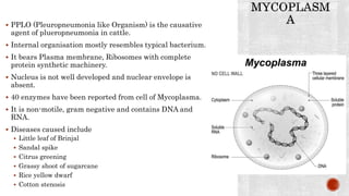  PPLO (Pleuropneumonia like Organism) is the causative
agent of plueropneumonia in cattle.
 Internal organisation mostly resembles typical bacterium.
 It bears Plasma membrane, Ribosomes with complete
protein synthetic machinery.
 Nucleus is not well developed and nuclear envelope is
absent.
 40 enzymes have been reported from cell of Mycoplasma.
 It is non-motile, gram negative and contains DNA and
RNA.
 Diseases caused include
 Little leaf of Brinjal
 Sandal spike
 Citrus greening
 Grassy shoot of sugarcane
 Rice yellow dwarf
 Cotton stenosis
 