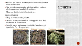  Lichens are formed due to symbiotic association of an
algae and fungus.
 The fungal component is called mycobiont and the
algal component is called phycobiont.
 They are divided into following types
Crustose Lichen
 They show Crust like growth.
 Thallus is very small in size and appears as if it is
embedded in substratum.
 Small fruiting bodies may be visible (Apothecium)
containing Asci & Ascospores.
 