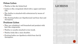 Foliose Lichen
 Thallus is like dry forked leaf.
 Lichen is flat, irregularly lobed with a upper and lower
side.
 The thallus is attached with substratum by means of
Rhizines.
 The fruiting bodies are (Apothecium) and bear Asci and
Ascospores.
Fruiticose Lichen
 They are cylindrical, well branched and pendant with
hair like outgrowths.
 Thallus is usually attached to tree trunk.
 Thallus looks like a mini shurblet.
 Fruiting bodies are Apothecia which bear Asci &
Ascospores.
 