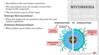  Mycorrhiza is the root fungus association.
 The mycorrhizal roots are usually covered with
fungal woolly outgrowth.
 The association may be of two types
Ectotropic (Ecto mycorrhizae)
 When the hyphae do not penetrate deep into root and
remain superficial.
Endotropic (Endomycorrhizae)
 When hyphae grow within root surface.
 