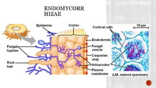 Biological classification Part-IV