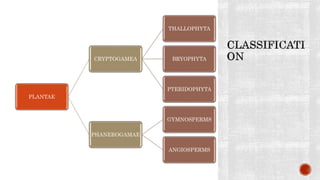 PLANTAE
CRYPTOGAMEA
THALLOPHYTA
BRYOPHYTA
PTERIDOPHYTA
PHANEROGAMAE
GYMNOSPERMS
ANGIOSPERMS
 