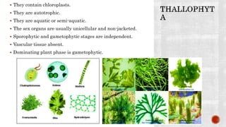  They contain chloroplasts.
 They are autotrophic.
 They are aquatic or semi-aquatic.
 The sex organs are usually unicellular and non-jacketed.
 Sporophytic and gametophytic stages are independent.
 Vascular tissue absent.
 Dominating plant phase is gametophytic.
 