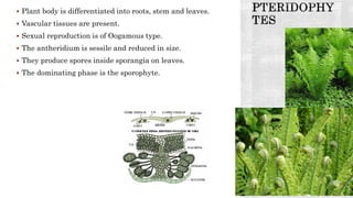  Plant body is differentiated into roots, stem and leaves.
 Vascular tissues are present.
 Sexual reproduction is of Oogamous type.
 The antheridium is sessile and reduced in size.
 They produce spores inside sporangia on leaves.
 The dominating phase is the sporophyte.
 