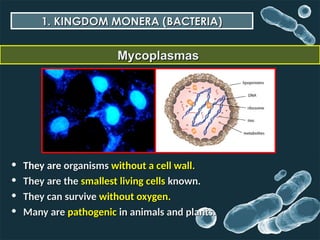 Monera Definition Comprehensive Overview of Biological Classification Systems and Kingdom ...