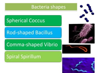 Biological Classification rk u.pdf Biology | PDF