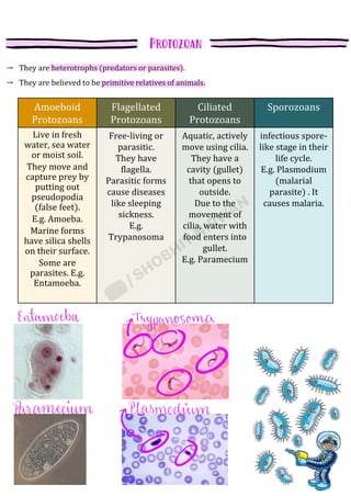 They are heterotrophs (predators or parasites).
They are believed to be primitive relatives of animals.
Amoeboid
Protozoans
Flagellated
Protozoans
Ciliated
Protozoans
Sporozoans
Live in fresh
water, sea water
or moist soil.
They move and
capture prey by
putting out
pseudopodia
(false feet).
E.g. Amoeba.
Marine forms
have silica shells
on their surface.
Some are
parasites. E.g.
Entamoeba.
Free-living or
parasitic.
They have
flagella.
Parasitic forms
cause diseases
like sleeping
sickness.
E.g.
Trypanosoma
Aquatic, actively
move using cilia.
They have a
cavity (gullet)
that opens to
outside.
Due to the
movement of
cilia, water with
food enters into
gullet.
E.g. Paramecium
infectious spore-
like stage in their
life cycle.
E.g. Plasmodium
(malarial
parasite) . It
causes malaria.
 