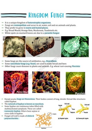 It is a unique kingdom of heterotrophic organisms.
Fungi are cosmopolitan and occur in air, water, soil and on animals and plants.
They prefer to grow in warm and humid places.
E.g. Bread Mould, Orange Rots, Mushroom, Toadstools etc.
White spots on mustard leaves are due to a parasitic fungus
Some fungi are the source of antibiotics, e.g., Penicillium.
Some unicellular fungi (e.g. Yeast) are used to make bread and beer.
Other fungi cause diseases in plants and animals. E.g. wheat rust-causing Puccinia.
Penicillium Yeast Puccinia
Except yeasts, fungi are filamentous. Their bodies consist of long, slender thread-like structures
called hyphae.
The network of hyphae is known as mycelium.
Some hyphae are continuous tubes filled with
multinucleated cytoplasm. These are called
coenocytic hyphae. Others have septae or
cross walls in hyphae.
Fungal cell wall is made of chitin &
polysaccharides
 