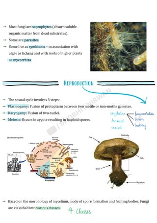 Most fungi are saprophytes (absorb soluble
organic matter from dead substrates).
Some are parasites.
Some live as symbionts – in association with
algae as lichens and with roots of higher plants
as mycorrhiza
The sexual cycle involves 3 steps:
Plasmogamy: Fusion of protoplasm between two motile or non-motile gametes.
Karyogamy: Fusion of two nuclei.
Meiosis: Occurs in zygote resulting in haploid spores.
Based on the morphology of mycelium, mode of spore formation and fruiting bodies, Fungi
are classified into various classes.
 