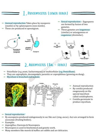 Asexual reproduction Takes place by zoospores
(motile) or by aplanospores (non-motile).
These are produced in sporangium.
Sexual reproduction :- Zygospores
are formed by fusion of two
gametes.
These gametes are isogamous
(similar) or anisogamous or
oogamous (dissimilar).
Unicellular (e.g. yeast, Sacharomyces) or multicellular (e.g. Penicillium).
They are saprophytic, decomposers, parasitic or coprophilous (growing on dung).
Mycelium is branched and septate.
Asexual reproduction
By conidia produced
exogenously on the
special mycelium
called conidiophores.
Conidia germinate to
produce mycelium.
Sexual reproduction
By ascospores produced endogenously in sac like asci (sing. ascus). Asci are arranged to form
ascocarps (fruiting bodies).
Examples
Aspergillus, Claviceps & Neurospora.
Neurospora is used in biochemical and genetic work.
Many members like morels & buffles are edible and are delicacies.
 