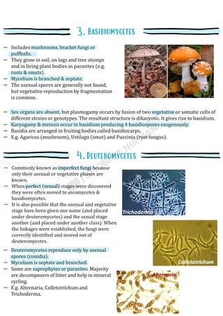 Includes mushrooms, bracket fungi or
puffballs.
They grow in soil, on logs and tree stumps
and in living plant bodies as parasites (e.g.
rusts & smuts).
Mycelium is branched & septate.
The asexual spores are generally not found,
but vegetative reproduction by fragmentation
is common.
Sex organs are absent, but plasmogamy occurs by fusion of two vegetative or somatic cells of
different strains or genotypes. The resultant structure is dikaryotic. It gives rise to basidium.
Karyogamy & meiosis occur in basidium producing 4 basidiospores exogenously.
Basidia are arranged in fruiting bodies called basidiocarps.
E.g. Agaricus (mushroom), Ustilago (smut) and Puccinia (rust fungus).
Sex organs are absent, but plasmogamy
occurs by fusion of two vegetative or somatic
cells of different strains or genotypes. The
resultant structure is dikaryotic. It gives rise
to basidium.
Karyogamy & meiosis occur in basidium
producing 4 basidiospores exogenously.
Basidia are arranged in fruiting bodies called
basidiocarps.
E.g. Agaricus (mushroom), Ustilago (smut)
and Puccinia (rust fungus).
Deuteromycetes reproduce only by asexual
spores (conidia).
Mycelium is septate and branched.
Some are saprophytes or parasites. Majority
are decomposers of litter and help in mineral
cycling.
E.g. Alternaria, Colletotrichum and
Trichoderma.
 