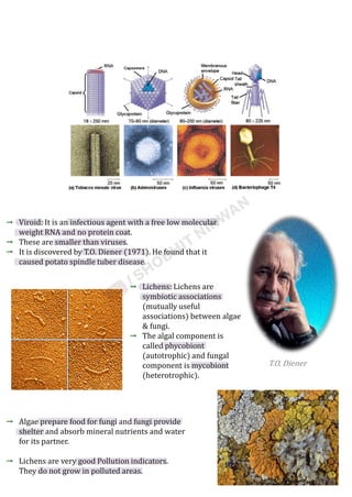 Viroid: It is an infectious agent with a free low molecular
weight RNA and no protein coat.
These are smaller than viruses.
It is discovered by T.O. Diener (1971). He found that it
caused potato spindle tuber disease.
Potato spindle tuber disease
Lichens: Lichens are
symbiotic associations
(mutually useful
associations) between algae
& fungi.
The algal component is
called phycobiont
(autotrophic) and fungal
component is mycobiont
(heterotrophic).
Algae prepare food for fungi and fungi provide
shelter and absorb mineral nutrients and water
for its partner.
Lichens are very good Pollution indicators.
They do not grow in polluted areas.
T.O. Diener
 