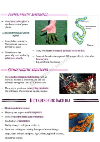 They have chlorophyll a
similar to that of green
plants.
Cyanobacteria (blue-green
algae)
Unicellular, colonial or
filamentous, marine or
terrestrial algae.
The colonies are
generally surrounded by
gelatinous sheath.
They often form blooms in polluted water bodies.
Some of them fix atmospheric N2 in specialized cells called
heterocysts.
E.g. Nostoc & Anabaena.
They oxidize inorganic substances such as
nitrates, nitrites & ammonia and use the
released energy for their ATP production.
They play a great role in recycling nutrients
like nitrogen, phosphorous, iron & sulphur.
Most abundant in nature
Majority are important decomposers
They are used to make curd from milk.
Production of antibiotics.
Fixing nitrogen in legume roots etc.
Some are pathogens causing damage to human beings,
crops, farm animals and pets. E.g. Cholera, typhoid, tetanus,
and citrus canker.
 