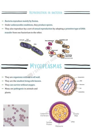 Bacteria reproduce mainly by fission.
Under unfavourable conditions, they produce spores.
They also reproduce by a sort of sexual reproduction by adopting a primitive type of DNA
transfer from one bacterium to the other.
They are organisms without a cell wall.
They are the smallest living cells known.
They can survive without oxygen.
Many are pathogenic in animals and
plants.
 