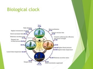 Biological clock
 