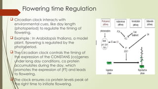 Understanding the Plant Biological Clock: Mechanisms and Functions | PPTX