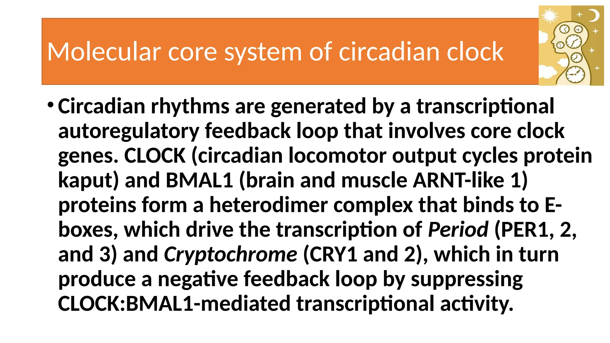Biological Clock and Human Health.PPT Cairo Novotel [Autosaved].pptx