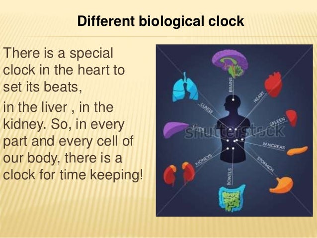 biological clock set clock for 15 minutes