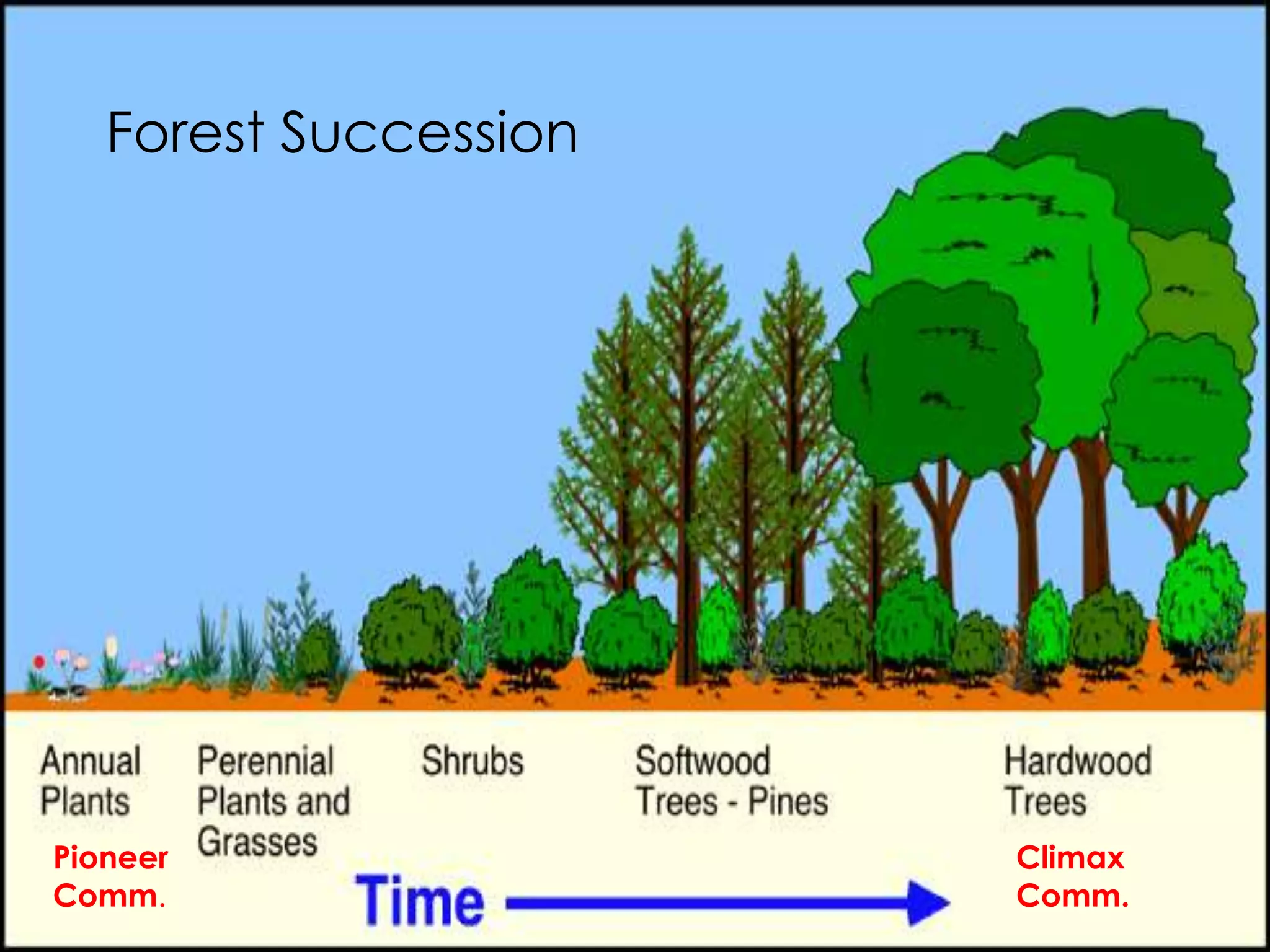 Forest Succession

Pioneer
Comm.

Climax
Comm.

 