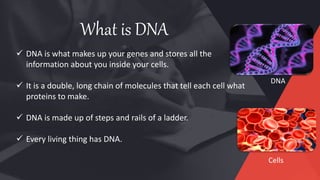  DNA is what makes up your genes and stores all the
information about you inside your cells.
 It is a double, long chain of molecules that tell each cell what
proteins to make.
 DNA is made up of steps and rails of a ladder.
 Every living thing has DNA.
What is DNA
Cells
DNA
 
