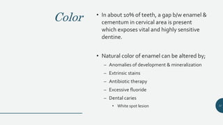 Color • In about 10% of teeth, a gap b/w enamel &
cementum in cervical area is present
which exposes vital and highly sensitive
dentine.
• Natural color of enamel can be altered by;
– Anomalies of development & mineralization
– Extrinsic stains
– Antibiotic therapy
– Excessive fluoride
– Dental caries
• White spot lesion 11
 
