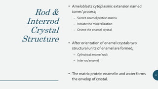 Rod &
Interrod
Crystal
Structure
• Ameloblasts cytoplasmic extension named
tomes’ process;
– Secret enamel protein matrix
– Initiate the mineralization
– Orient the enamel crystal
• After orientation of enamel crystals two
structural units of enamel are formed;
– Cylindrical enamel rods
– Inter rod enamel
• The matrix protein enamelin and water forms
the envelop of crystal.
22
 