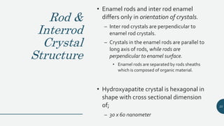 Rod &
Interrod
Crystal
Structure
• Enamel rods and inter rod enamel
differs only in orientation of crystals.
– Inter rod crystals are perpendicular to
enamel rod crystals.
– Crystals in the enamel rods are parallel to
long axis of rods, while rods are
perpendicular to enamel surface.
• Enamel rods are separated by rods sheaths
which is composed of organic material.
• Hydroxyapatite crystal is hexagonal in
shape with cross sectional dimension
of;
– 30 x 60 nanometer
23
 