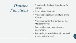 Dentine
Functions
• Provide color & elastic foundation for
enamel.
• Form bulk of the tooth.
• Provide strength & durability to crown
of tooth.
• Protective barrier & chamber for the
vital pulp tissues.
• Does not have any vasculature or
innervation.
• Respond to external thermal, chemical
or mechanical stimuli 30
 