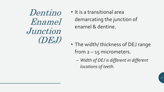 Dentino
Enamel
Junction
(DEJ)
• It is a transitional area
demarcating the junction of
enamel & dentine.
• The width/ thickness of DEJ range
from 2 – 15 micrometers.
– Width of DEJ is different in different
locations of teeth.
31
 