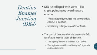 Dentino
Enamel
Junction
(DEJ)
• DEJ is scalloped with wave – like
crests pointing outward toward
enamel.
– This scalloping provides the strength b/w
enamel & dentine.
– Scalloping is larger in posterior teeth.
• The part of dentine which is present in DEJ
is soft & is mantle layer of dentine.
– This layer of dentine is called as SOFT ZONE.
– This soft zone provides cushioning soft layer b/w
enamel & dentine.
32
 