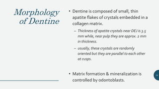 Morphology
of Dentine
• Dentine is composed of small, thin
apatite flakes of crystals embedded in a
collagen matrix.
– Thickness of apatite crystals near DEJ is 3.5
mm while, near pulp they are approx. 2 mm
in thickness.
– usually, these crystals are randomly
oriented but they are parallel to each other
at cusps.
• Matrix formation & mineralization is
controlled by odontoblasts.
34
 