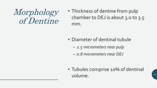 Morphology
of Dentine
• Thickness of dentine from pulp
chamber to DEJ is about 3.0 to 3.5
mm.
• Diameter of dentinal tubule
– 2.5 micrometers near pulp
– 0.8 micrometers near DEJ
• Tubules comprise 10% of dentinal
volume. 35
 