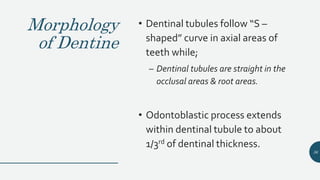 Morphology
of Dentine
• Dentinal tubules follow “S –
shaped” curve in axial areas of
teeth while;
– Dentinal tubules are straight in the
occlusal areas & root areas.
• Odontoblastic process extends
within dentinal tubule to about
1/3rd of dentinal thickness.
36
 
