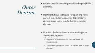 Outer
Dentine
• It is the dentine which is present in the periphery
near DEJ.
• Dentinal tubules in this are far apart and have
narrow lumen due to continued & excessive
deposition of peri – tubular & inter – tubular
dentine.
• Number of tubules in outer dentine is approx.
20,000 tubules/mm2.
– Diameter of lumen in outer dentine about 0.8
micrometers.
– This lumen constitutes about 4% surface area in outer
dentine.
48
 