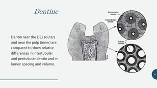 Dentine
Dentin near the DEJ (outer)
and near the pulp (inner) are
compared to show relative
differences in intertubular
and peritubular dentin and in
lumen spacing and volume.
49
 