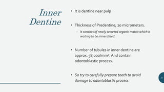 Inner
Dentine
• It is dentine near pulp
• Thickness of Predentine; 20 micrometers.
– It consists of newly secreted organic matrix which is
waiting to be mineralized.
• Number of tubules in inner dentine are
approx. 58,000/mm2. And contain
odontoblastic process.
• So try to carefully prepare tooth to avoid
damage to odontoblastic process
51
 