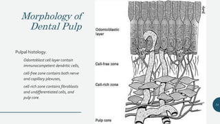 Morphology of
Dental Pulp
Pulpal histology.
Odontoblast cell layer contain
immunocompetent dendritic cells,
cell-free zone contains both nerve
and capillary plexuses,
cell-rich zone contains fibroblasts
and undifferentiated cells, and
pulp core.
74
 