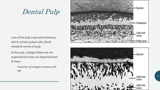 Dental Pulp
core of the pulp is ground substance,
which contain pulpal cells, blood
vessels & nerves of pulp.
In the pulp, collagen fibers are not
organized but they are dispersed here
& there.
Proportion of collagen increases with
age.
75
 