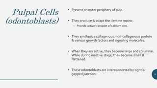 Pulpal Cells
(odontoblasts)
• Present on outer periphery of pulp.
• They produce & adapt the dentine matrix.
– Provide active transport of calcium ions.
• They synthesize collagenous, non-collagenous protein
& various growth factors and signaling molecules.
• When they are active; they become large and columnar.
While during inactive stage, they become small &
flattened.
• These odontoblasts are interconnected by tight or
gapped junction. 76
 