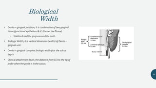 Biological
Width
• Dento – gingival junction; It is combination of two gingival
tissue (junctional epithelium & it’s ConnectiveTissue)
• Stabilize & seal the gingiva around the tooth.
• Biologic Width; it is vertical dimension (width) of Dento –
gingival unit.
• Dento – gingival complex; biologic width plus the sulcus
depth.
• Clinical attachment level; the distance from CEJ to the tip of
probe when the probe is in the sulcus.
88
 
