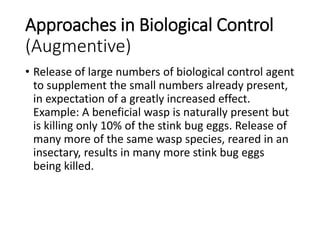 Approaches in Biological Control
(Augmentive)
• Release of large numbers of biological control agent
to supplement the small numbers already present,
in expectation of a greatly increased effect.
Example: A beneficial wasp is naturally present but
is killing only 10% of the stink bug eggs. Release of
many more of the same wasp species, reared in an
insectary, results in many more stink bug eggs
being killed.
 