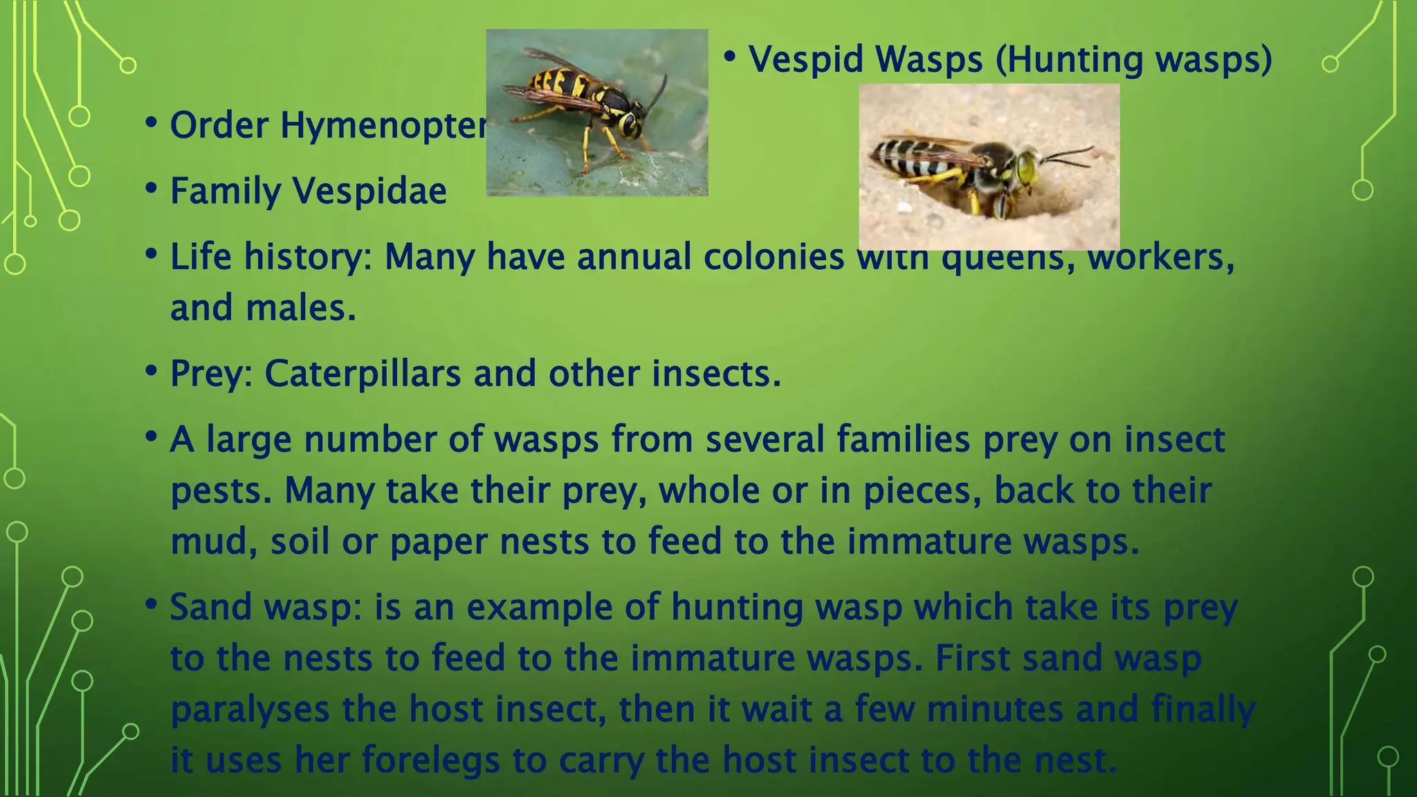 predators and parasites as biological control.pptx