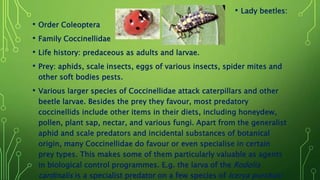 • Lady beetles:
• Order Coleoptera
• Family Coccinellidae
• Life history: predaceous as adults and larvae.
• Prey: aphids, scale insects, eggs of various insects, spider mites and
other soft bodies pests.
• Various larger species of Coccinellidae attack caterpillars and other
beetle larvae. Besides the prey they favour, most predatory
coccinellids include other items in their diets, including honeydew,
pollen, plant sap, nectar, and various fungi. Apart from the generalist
aphid and scale predators and incidental substances of botanical
origin, many Coccinellidae do favour or even specialise in certain
prey types. This makes some of them particularly valuable as agents
in biological control programmes. E.g. the larva of the Rodolia
cardinalis is a specialist predator on a few species of Icerya purchasi
 