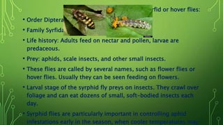 • Syrfid or hover flies:
• Order Diptera.
• Family Syrfidae
• Life history: Adults feed on nectar and pollen, larvae are
predaceous.
• Prey: aphids, scale insects, and other small insects.
• These flies are called by several names, such as flower flies or
hover flies. Usually they can be seen feeding on flowers.
• Larval stage of the syrphid fly preys on insects. They crawl over
foliage and can eat dozens of small, soft-bodied insects each
day.
• Syrphid flies are particularly important in controlling aphid
infestations early in the season, when cooler temperatures may
 