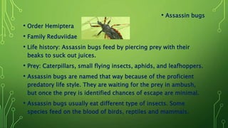 • Assassin bugs
• Order Hemiptera
• Family Reduviidae
• Life history: Assassin bugs feed by piercing prey with their
beaks to suck out juices.
• Prey: Caterpillars, small flying insects, aphids, and leafhoppers.
• Assassin bugs are named that way because of the proficient
predatory life style. They are waiting for the prey in ambush,
but once the prey is identified chances of escape are minimal.
• Assassin bugs usually eat different type of insects. Some
species feed on the blood of birds, reptiles and mammals.
 