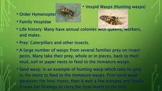 • Vespid Wasps (Hunting wasps)
• Order Hymenoptera
• Family Vespidae
• Life history: Many have annual colonies with queens, workers,
and males.
• Prey: Caterpillars and other insects.
• A large number of wasps from several families prey on insect
pests. Many take their prey, whole or in pieces, back to their
mud, soil or paper nests to feed to the immature wasps.
• Sand wasp: is an example of hunting wasp which take its prey
to the nests to feed to the immature wasps. First sand wasp
paralyses the host insect, then it wait a few minutes and finally
it uses her forelegs to carry the host insect to the nest.
 