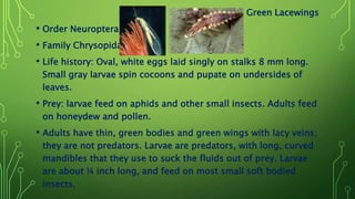 • Green Lacewings
• Order Neuroptera
• Family Chrysopidae
• Life history: Oval, white eggs laid singly on stalks 8 mm long.
Small gray larvae spin cocoons and pupate on undersides of
leaves.
• Prey: larvae feed on aphids and other small insects. Adults feed
on honeydew and pollen.
• Adults have thin, green bodies and green wings with lacy veins;
they are not predators. Larvae are predators, with long, curved
mandibles that they use to suck the fluids out of prey. Larvae
are about ¼ inch long, and feed on most small soft bodied
insects.
 